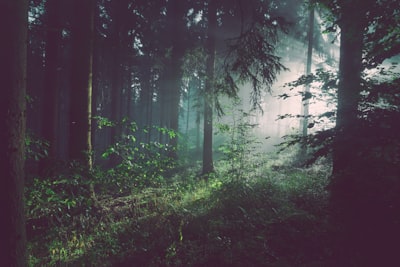 Nuevo método interpretable para Random Forest con garantías teóricas