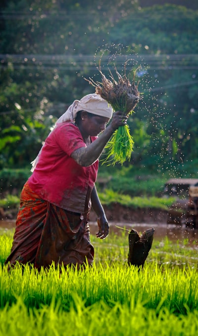 Dataset trilingüe para políticas agrícolas y bienestar de agricultores