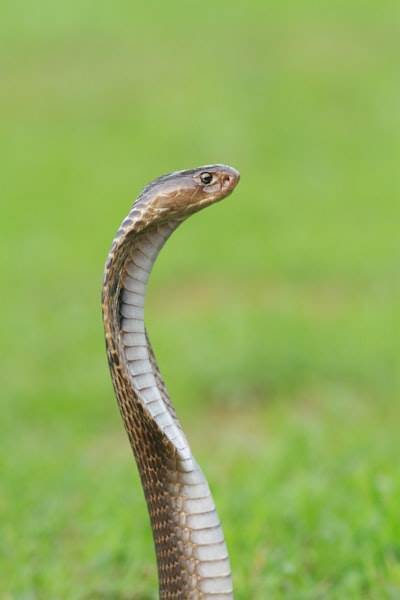 Python Frontier: Lo esencial para desarrolladores hoy