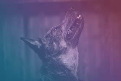 How to Use Husky with Prettier in a React Project