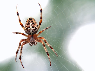 Extradición de un joven de Scattered Spider a EE.UU.