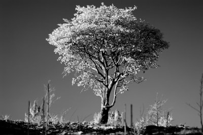 Árbol jerárquico abstracto para recuperación aumentada entre documentos