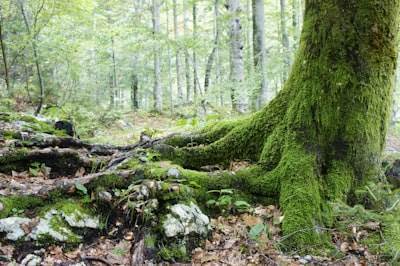 Análisis de Redes Dinámicas del Microbioma Forestal ante Sequías simuladas.