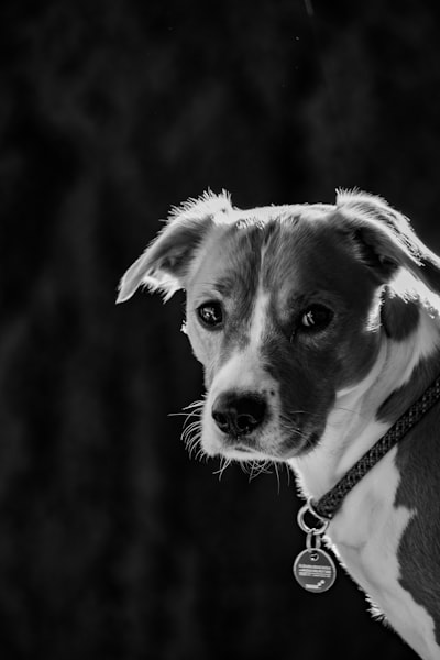 El mejor momento para adoptar un empleado de IA