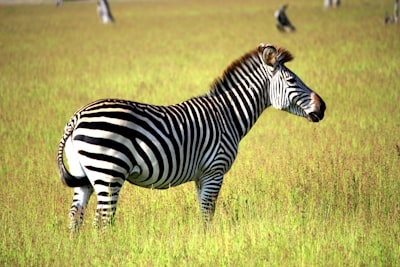 10 Tips Every Safari User Should Know