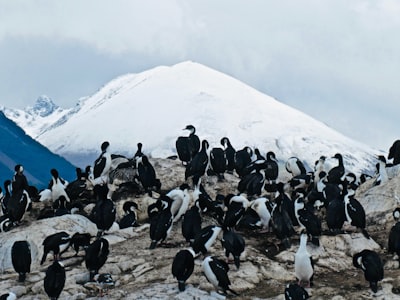 Plataforma de pingüinos en la estación alpina