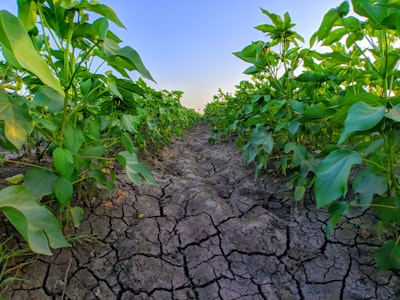 Ingeniería para cultivos resistentes en clima cálido