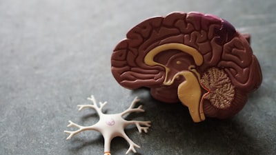 Razonamiento lógico neurosimbólico para reconocimiento de acciones humanas con esqueletos
