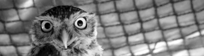 Construyendo OWL: La nueva arquitectura de Atlas.
