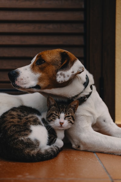 La IA podría interpretar lo que tu mascota intenta comunicar