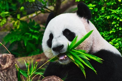 Acelera la limpieza y preparación de datos con Pandas