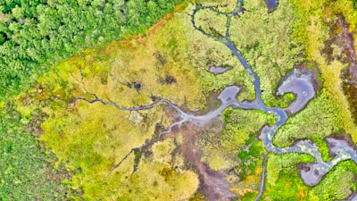 Aprendizaje espaciotemporal y alineación latente para especies raras