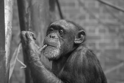 El Sistema Evolutivo Facilita el Aprendizaje por Refuerzo