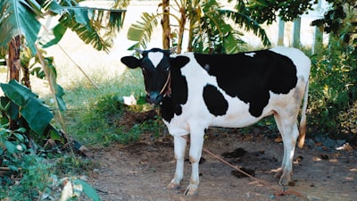 Identificación de vacas con aprendizaje de representaciones.