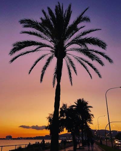 Mejores empresas de aplicaciones móviles en Palma