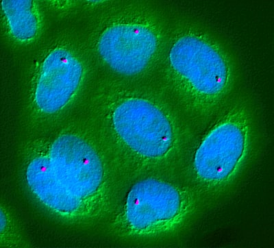 Un microscopio para ver la diversidad de células