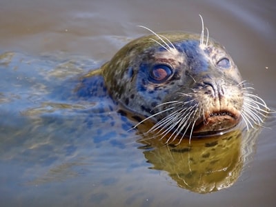 SEAL: Marcado de Agua Semántico para Imágenes