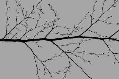 Optimización de modelos de visión y lenguaje mediante podado y aproximación consciente.