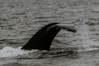 Aprendizaje activo para la interpretación de orcas