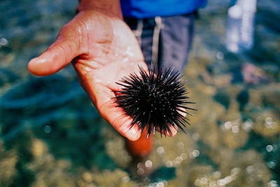 Los erizos de mar están desapareciendo a nivel mundial, alertan los expertos