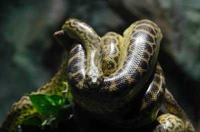Potencia tu IA: Gestiona entornos de Python con uv-mcp