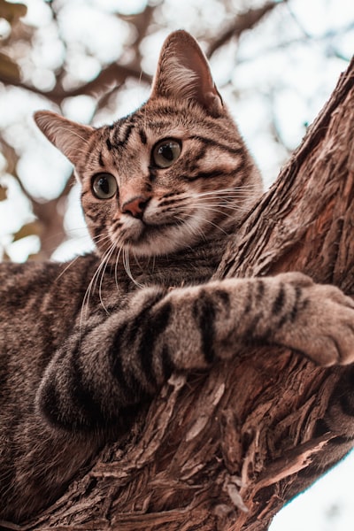 CATS: Especulación adaptativa en cascada para LLMs con memoria limitada