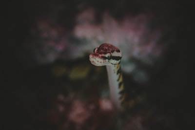 Construí un innovador cajero automático en Python