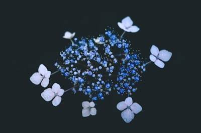 Compra Metilaminas cristalinas, clonazepam, DMT, Etizolam, Ecstasy, Fentanyl, HEX-EN, China blanca