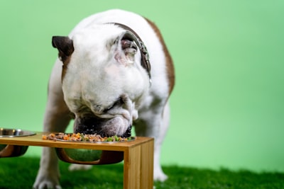 Comida para perros que revoluciona los SDLCs