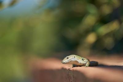 ¡Mi viaje como joven desarrollador de Python!