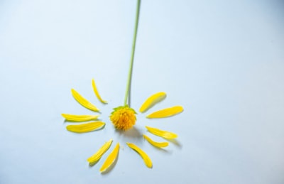 SDUs DAISY: Un referente cultural en Dinamarca