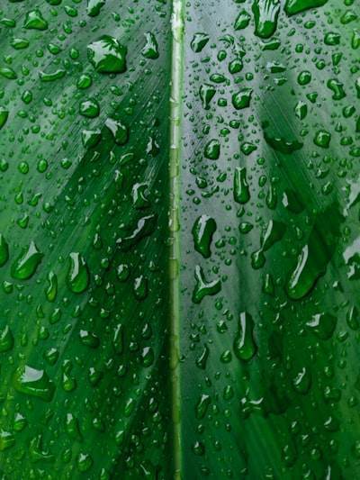 Optimized Green Relationship with AI: Two Approaches