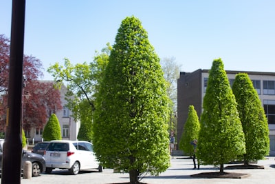 Árboles y plantas seguras para mascotas