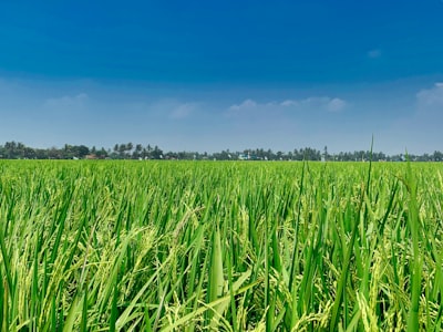 Machine learning y datos satelitales para predicción de arroz