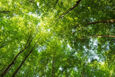 Cómo n8n puede apoyar objetivos ambientales
