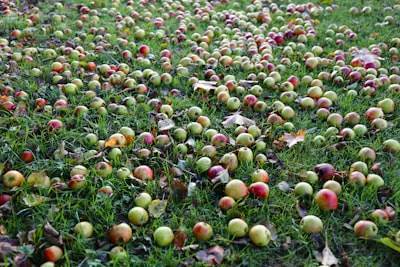macOS de Apple: La IA al alcance de todos