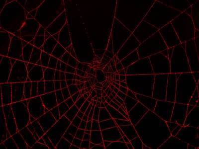 Raspador de datos web Perplexity