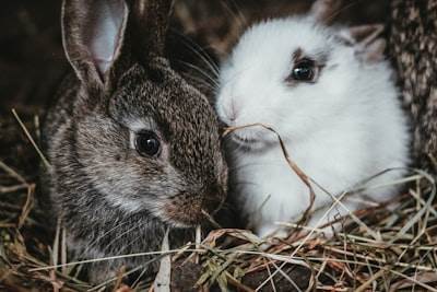 Una guía rápida para RabbitMQ