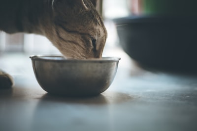 Educando a los usuarios sobre alimentación y nutrición de mascotas