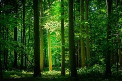 Guía Completa de Bosques Aleatorios en R