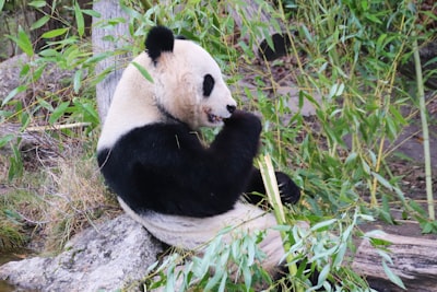 Deja de luchar con pandas: permite que Prompt gestione tus DataFrames