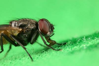Automated Nutrient Optimization for Black Soldier Fly Larvae Biomass Production through Reinforcement Learning