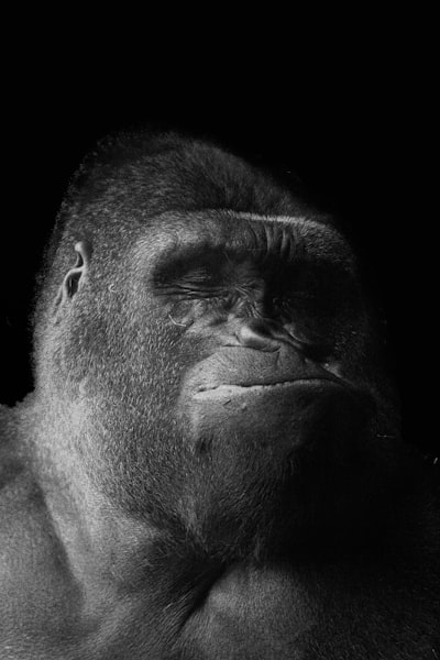 LoongFlow: la evolución inteligente de OpenEvolve