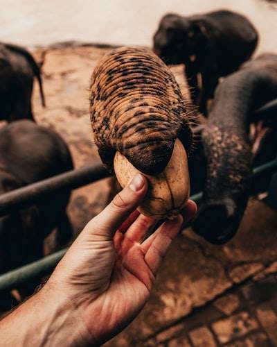Negocio de lado: $10 millones al año gracias a los amantes de los animales
