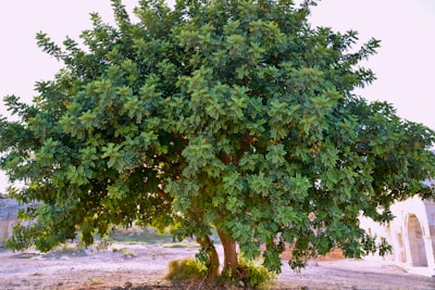 Regularización del Árbol de Bolas Granulares basada en MDL para el Agrupamiento Espectral