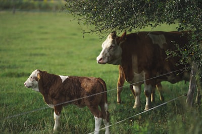 Automatización de la identificación de animales para objetivos ecológicos