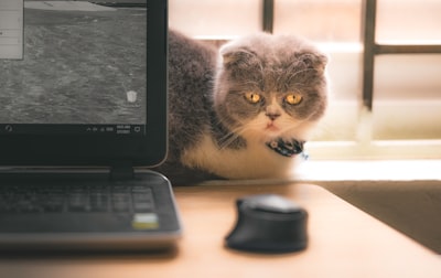 ¿Dónde se utiliza el software de gestión de clínicas veterinarias en los negocios?
