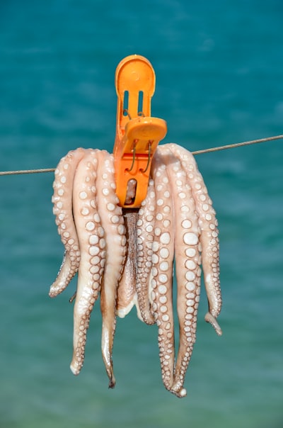 Consejos para pescar calamares