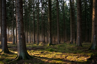 KFDA Forest: mayor precisión con análisis discriminante