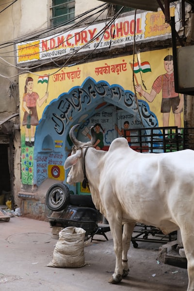 Iniciativa de Gausuta Anjali Ji en Delhi